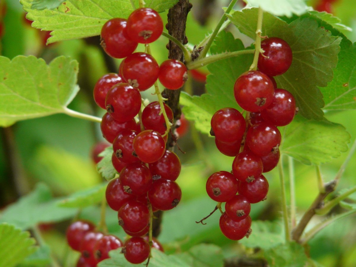 Смородина красная (Ribеs rubrum)