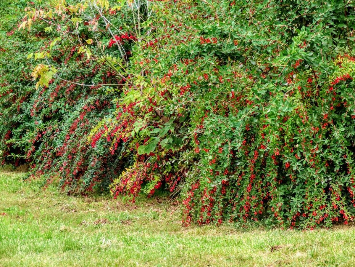 Berberis Koreana
