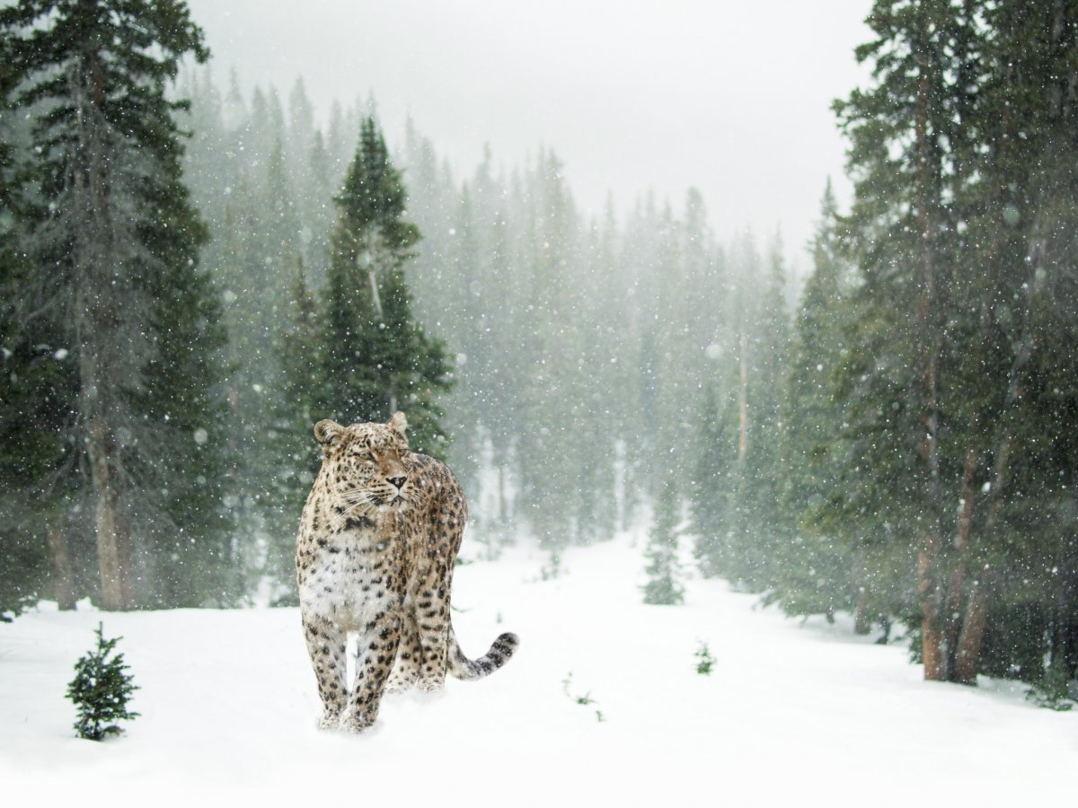 Зимний лес с животными