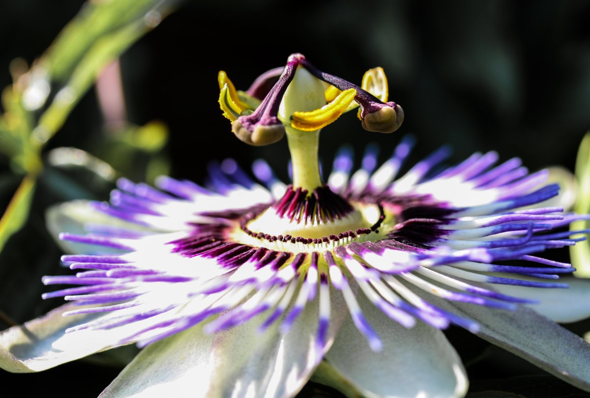 Passiflora Тэффи