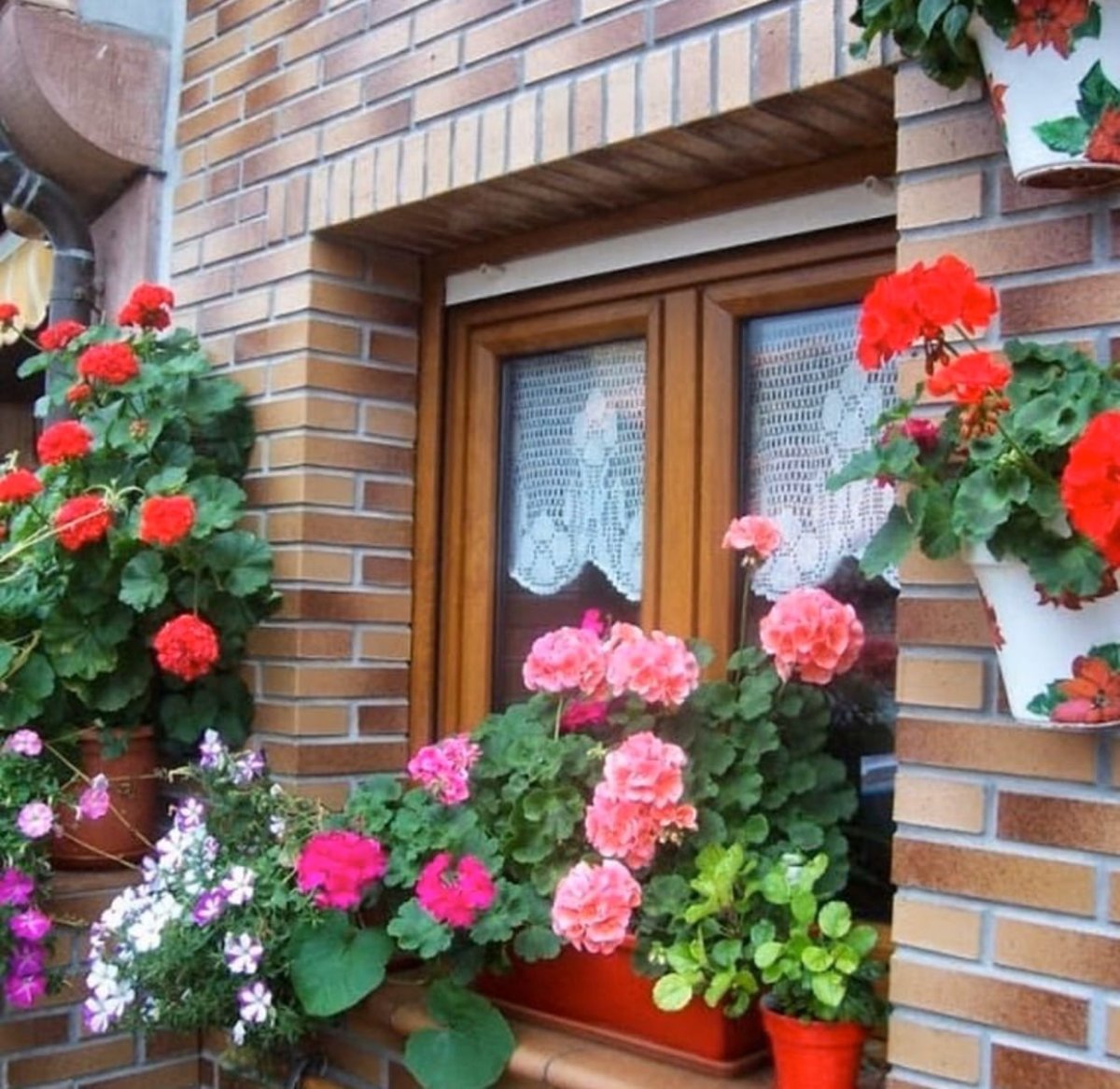 Пеларгония на участке