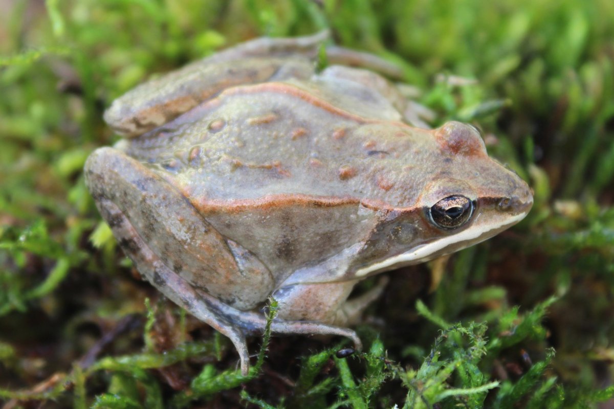 Rana sylvatica древесная лягушка