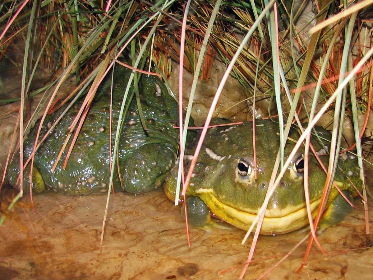 Крапчатая роющая лягушка (Pyxicephalus adspersus)