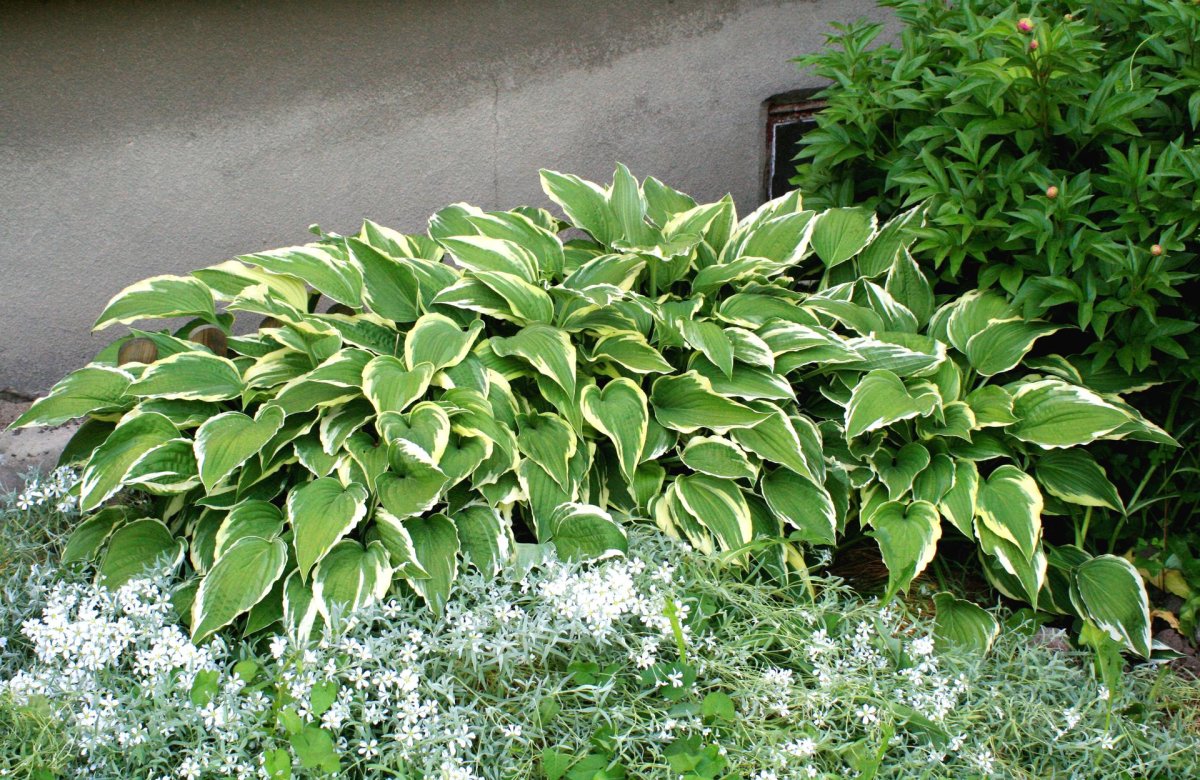 Хоста Gloriosa
