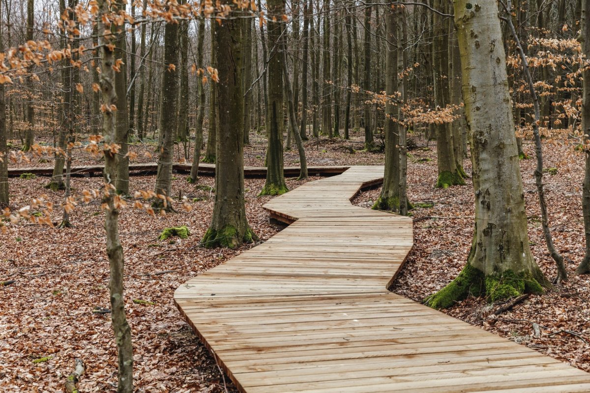 Форест-парк/ Forest Camp.
