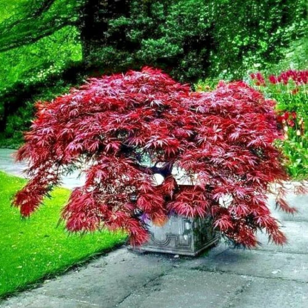 Acer palmatum 'Garnet'