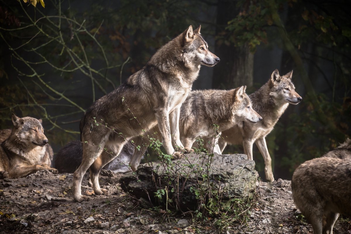 Волк обыкновенный (canis Lupus)