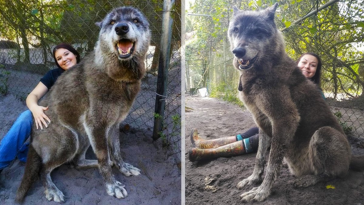 Документы на волкособа
