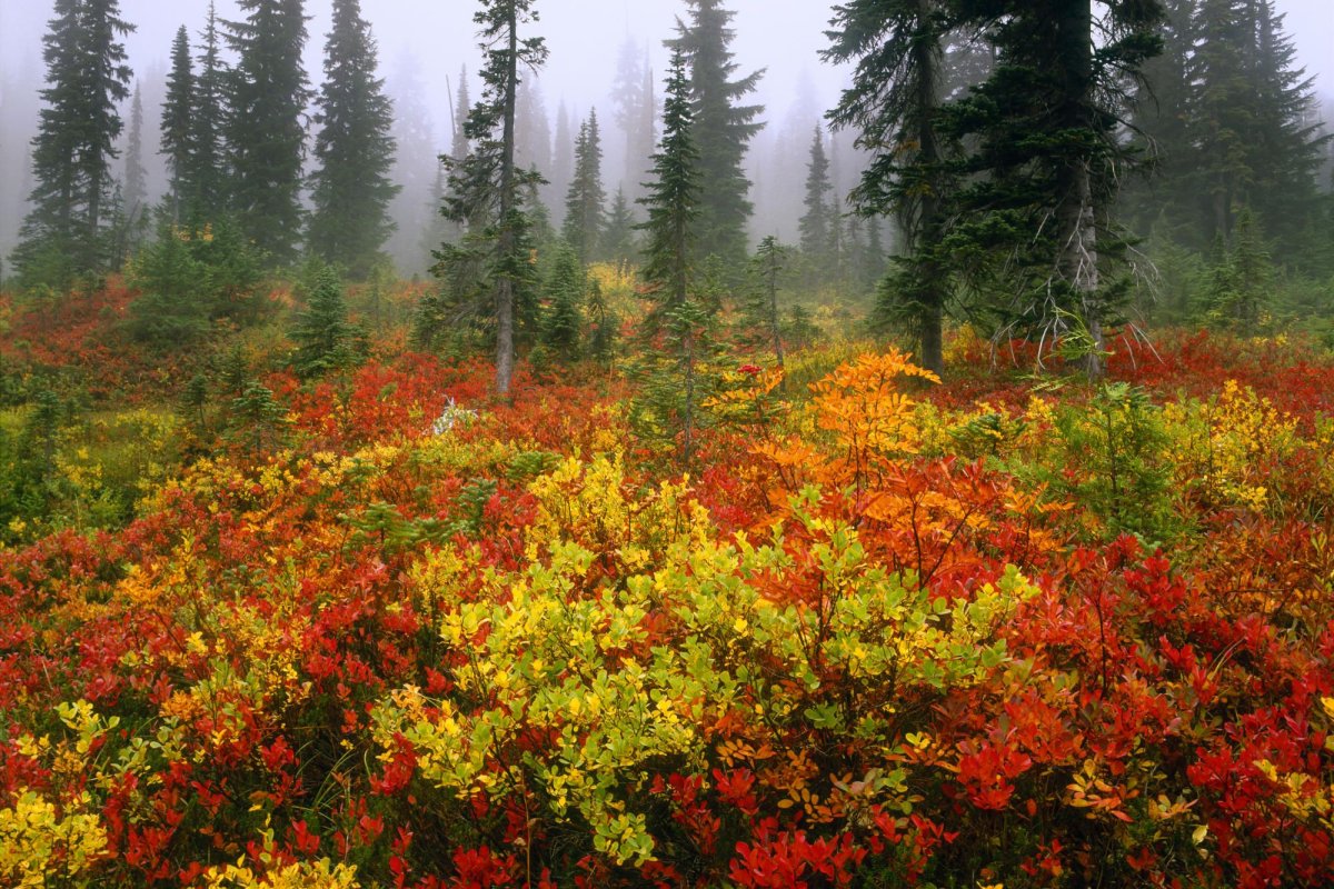 Растения осенью