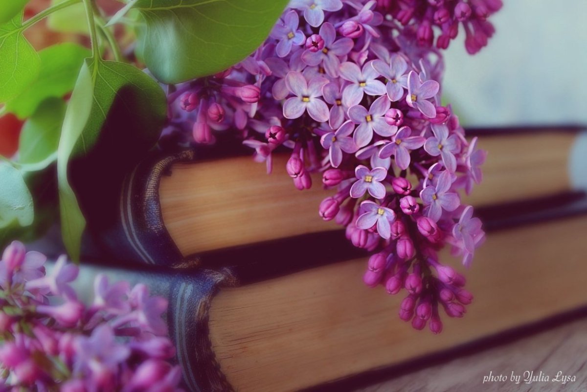 Вдохновение сирень