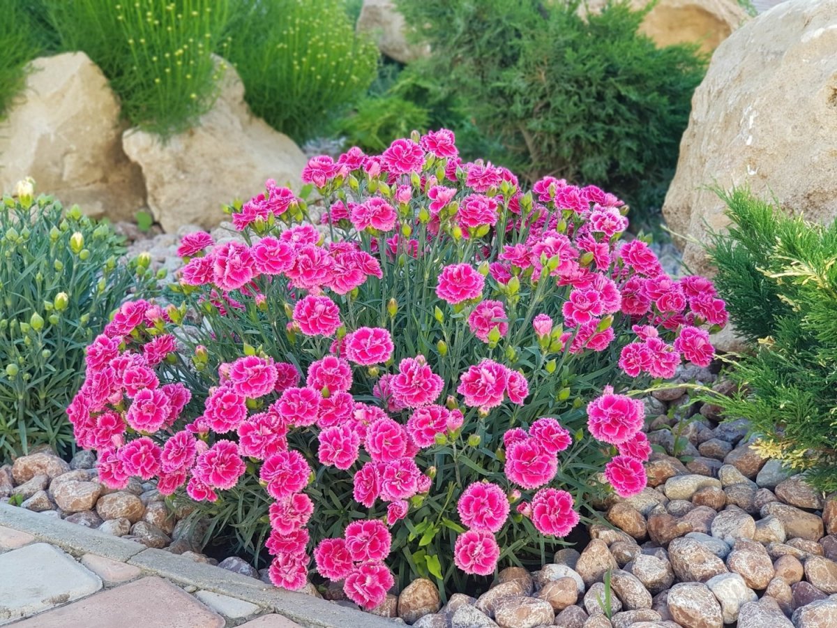 Уличная композиция гвоздика