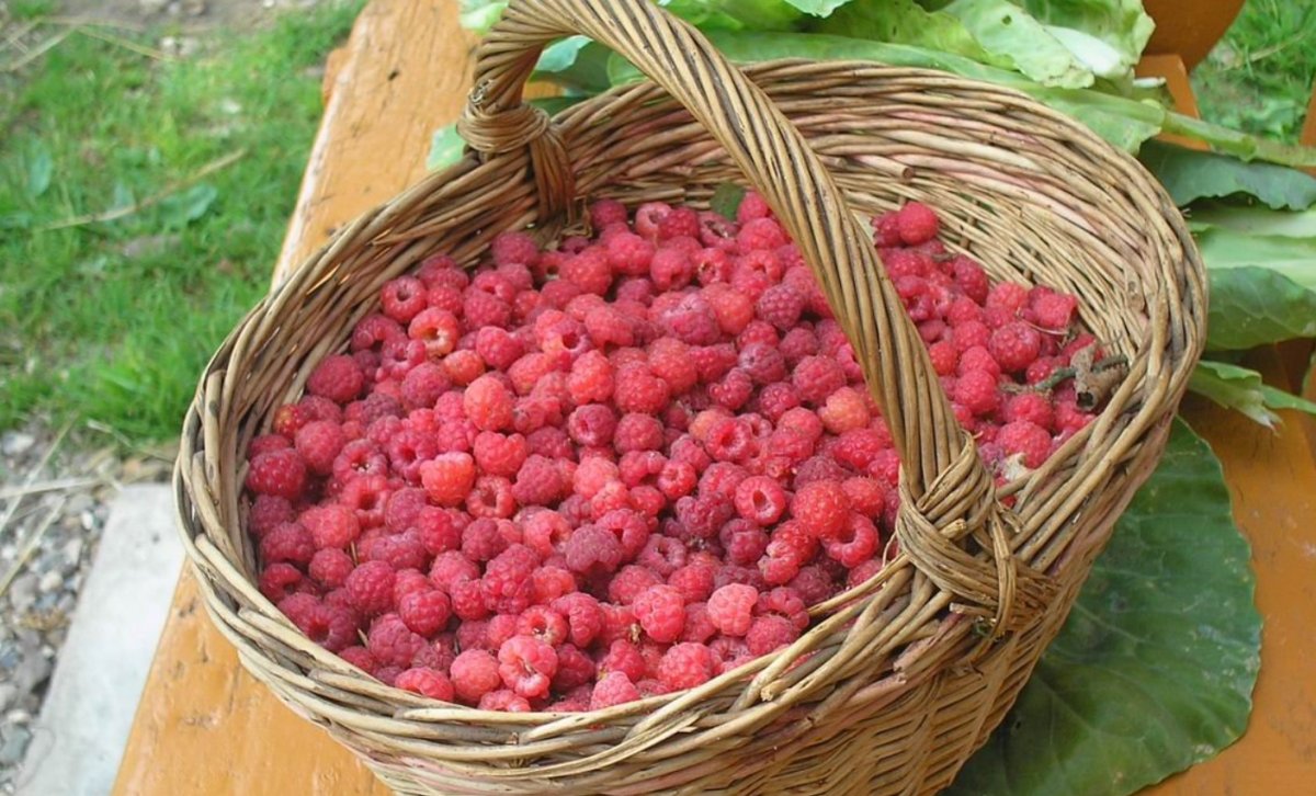 Малина в лукошке