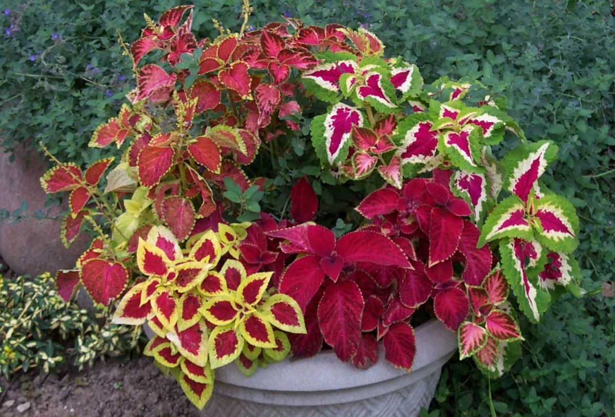 Колеус Red Croton II