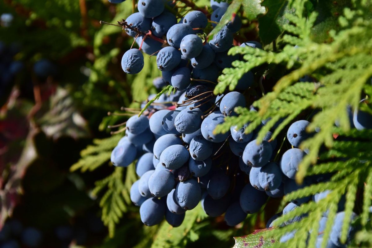 Mahonia bealei