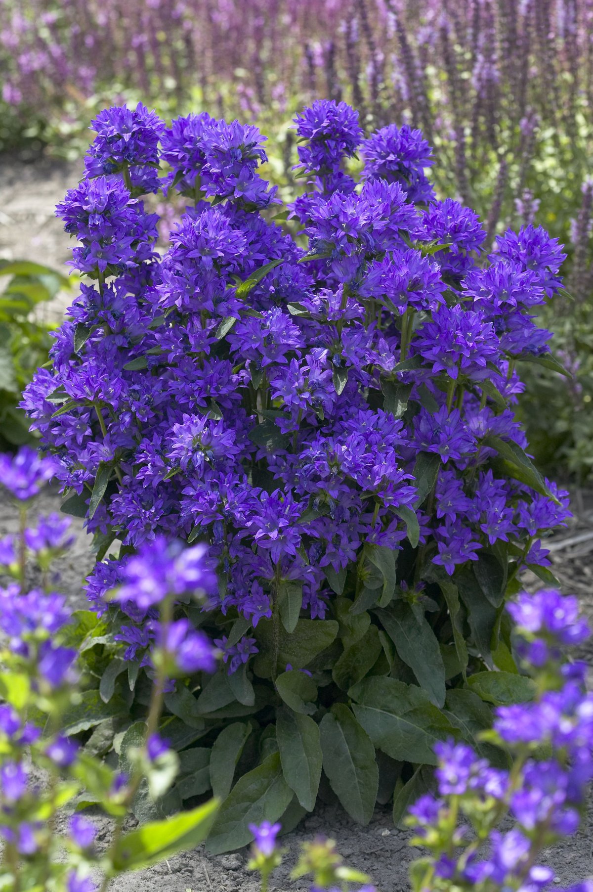 Колокольчик скученный Campanula glomerata