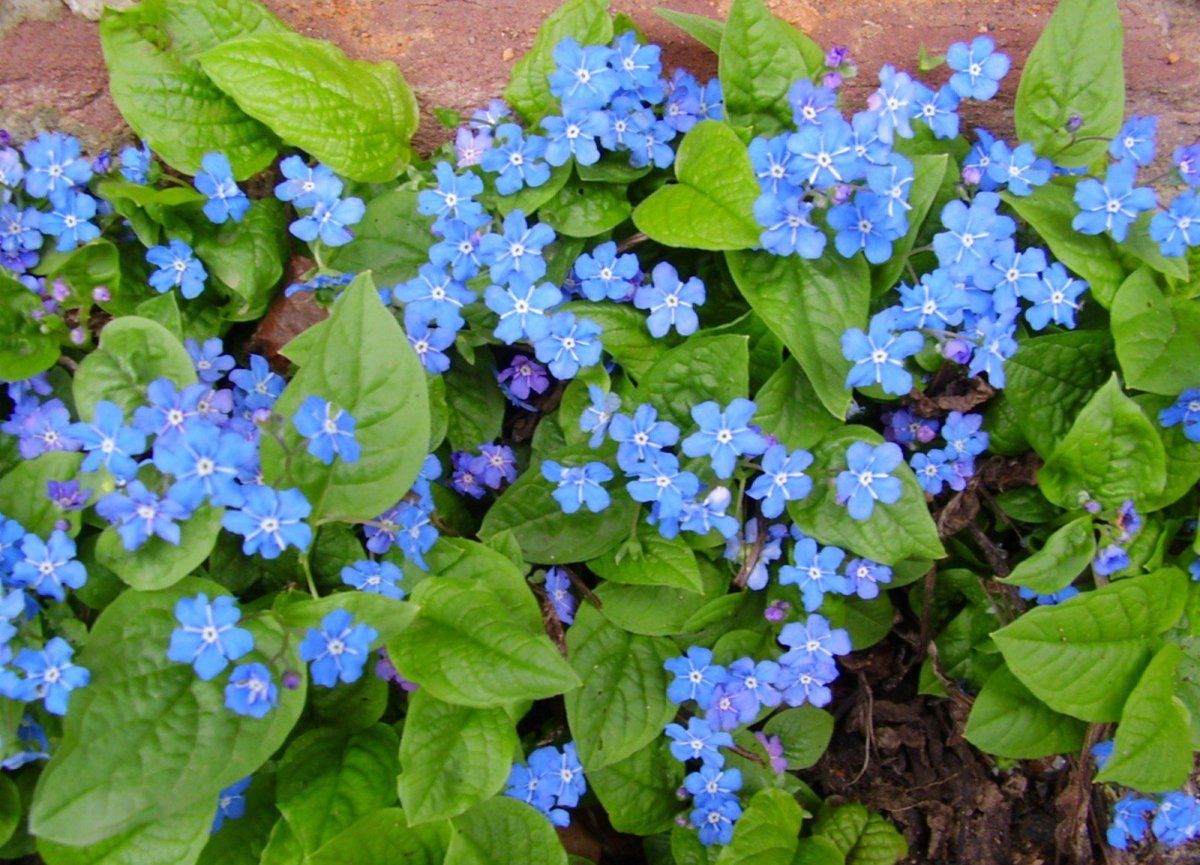 Омфалодес весенний (Пупочник) (omphalodes Verna)