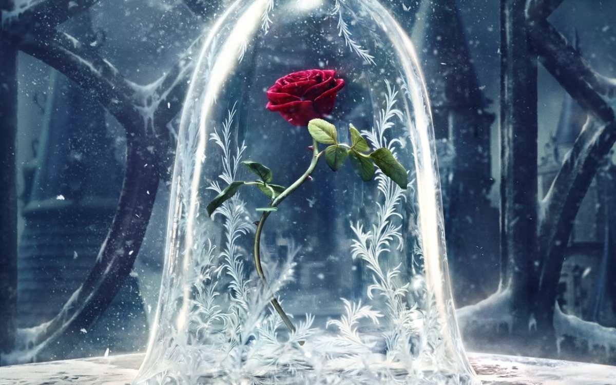 Beauty and the Beast Rose