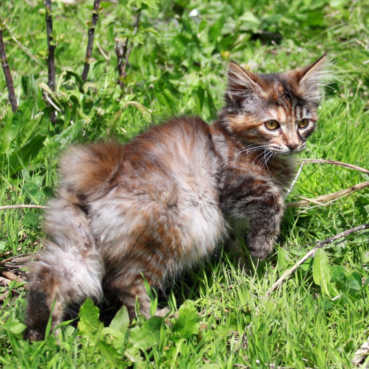 Кошка с заячьим хвостом