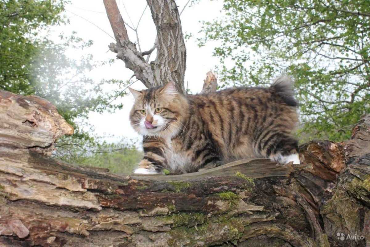 Дикий Курильский Лесной кот