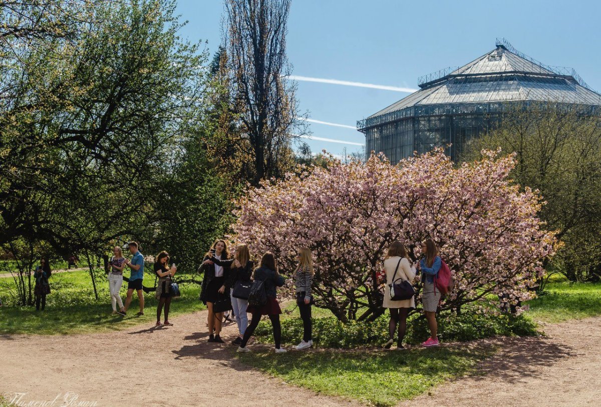 Сакура в Ботаническом саду СПБ
