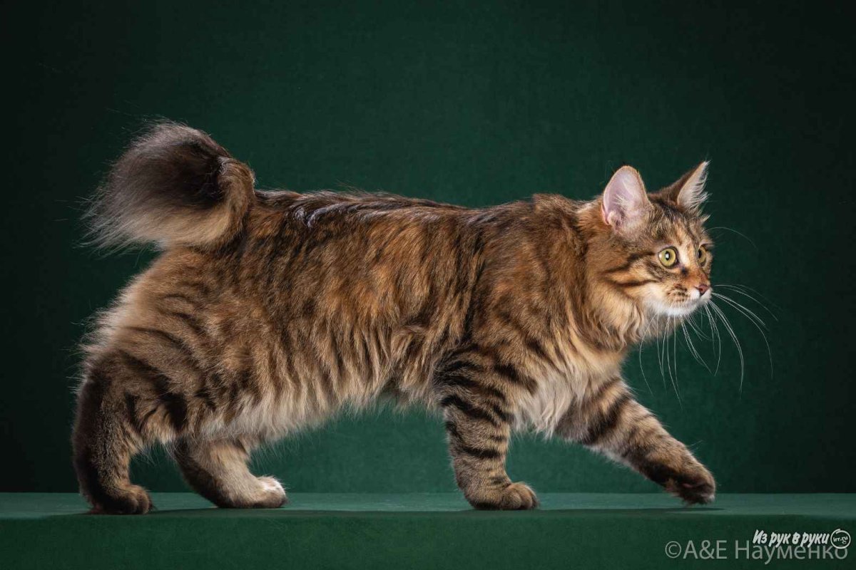 Кот бобтейл Северное