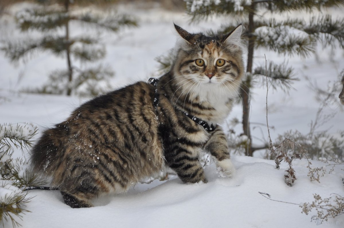 Дикий Курильский кот