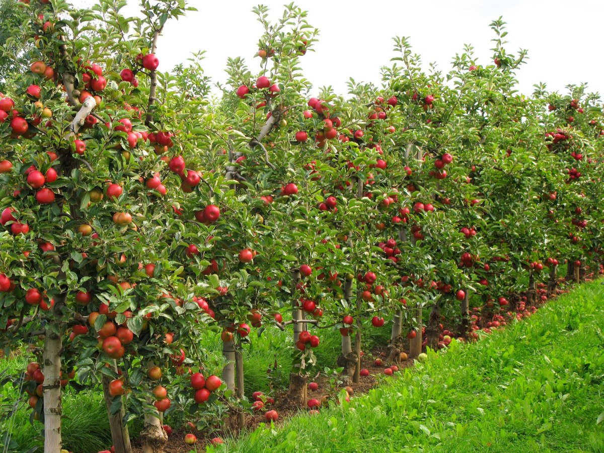Dwarf Fruit Trees