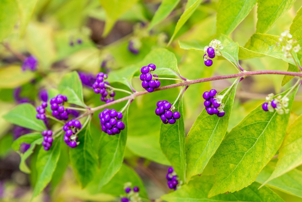 Callicarpa shikokiana
