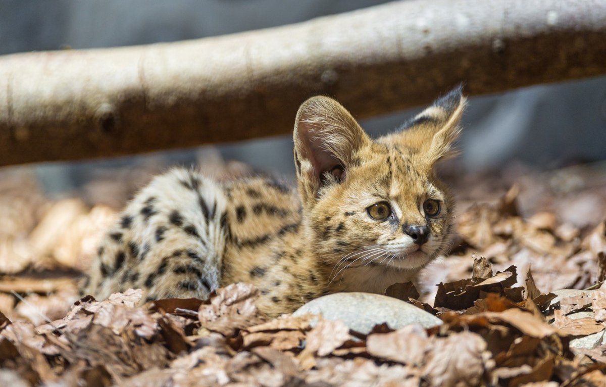 Коты сервалы