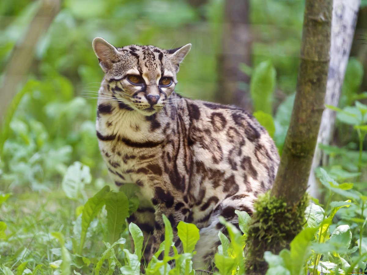 Пятнистый Лесной кот Оцелот