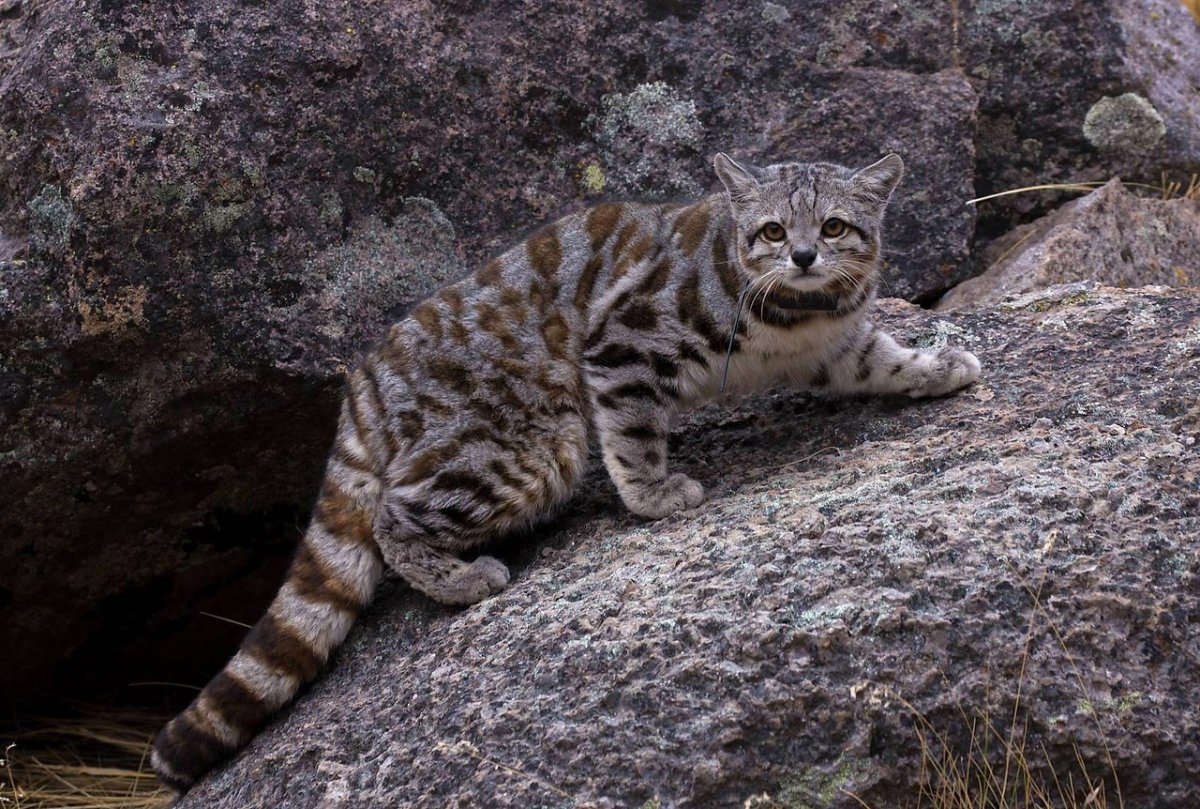 Андская Дикая кошка