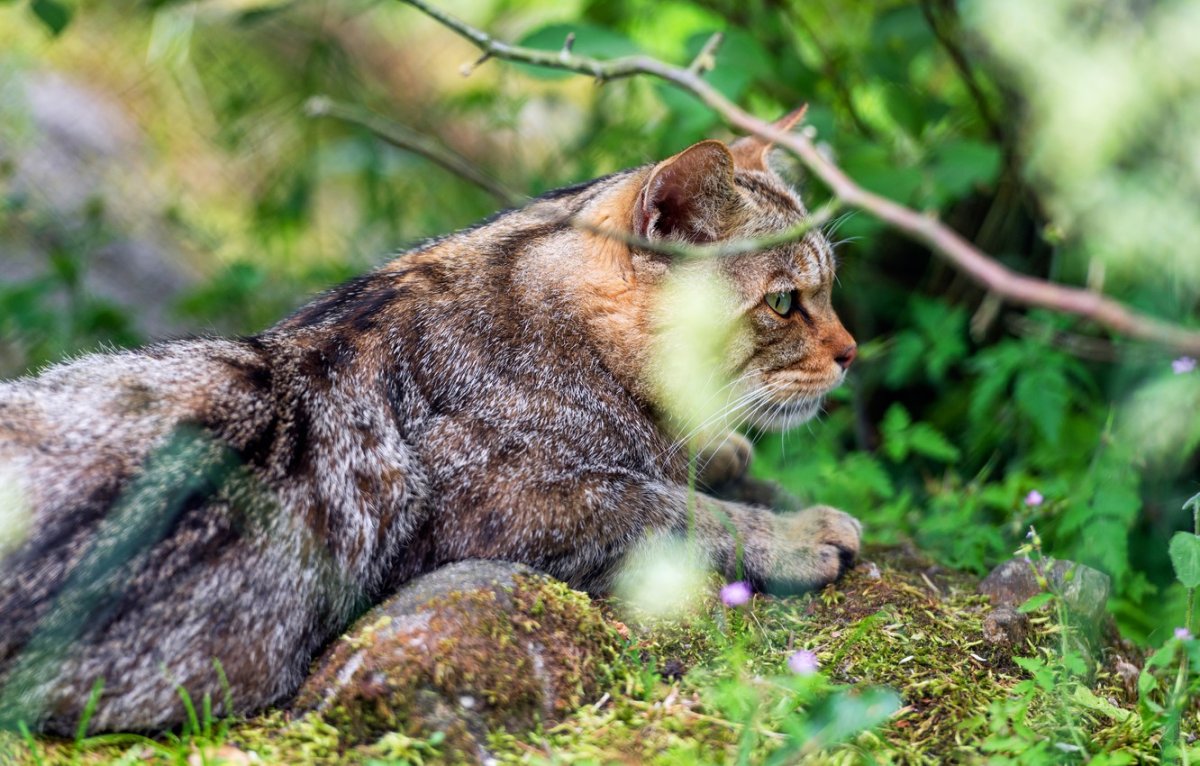Первая Дикая кошка