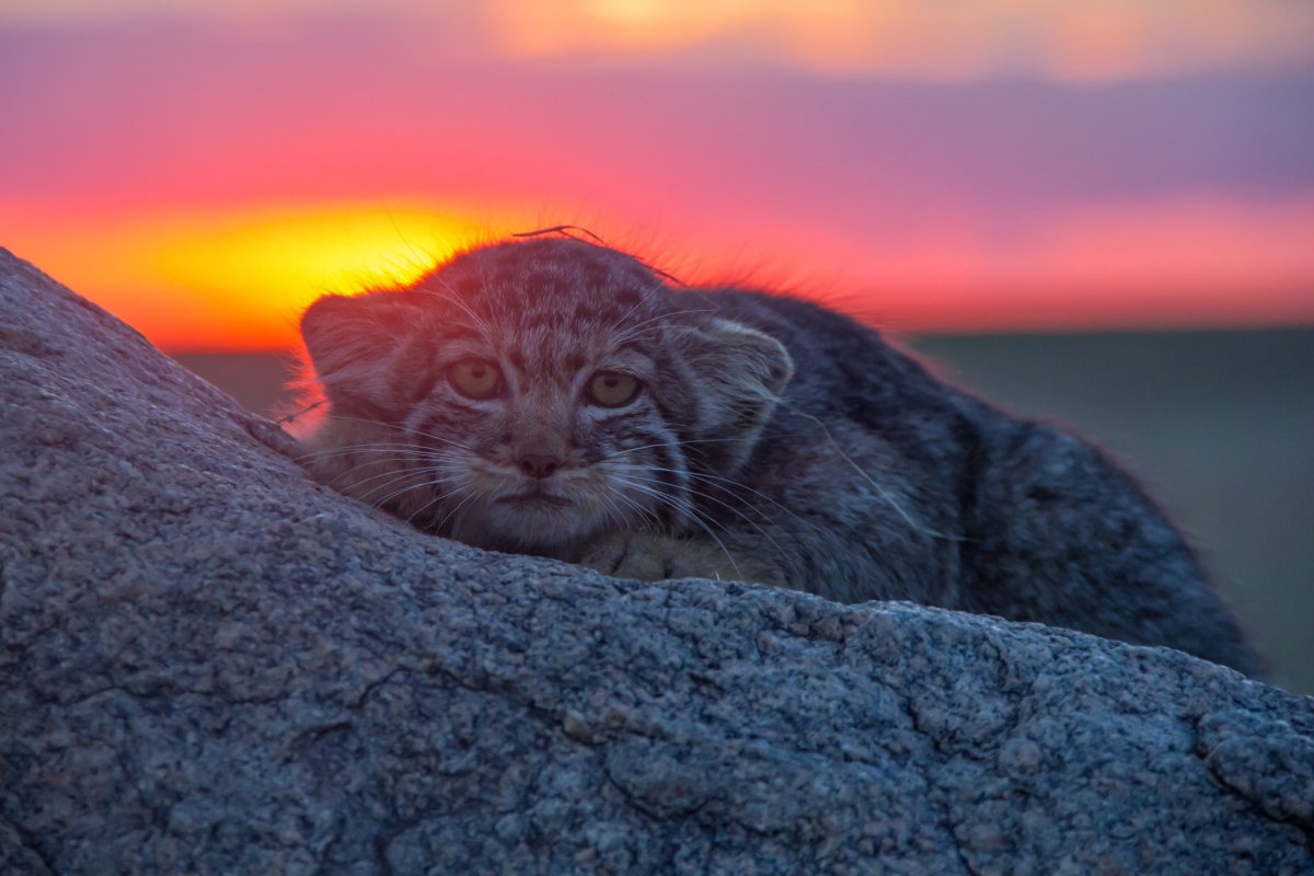 Кот Манул рыжий