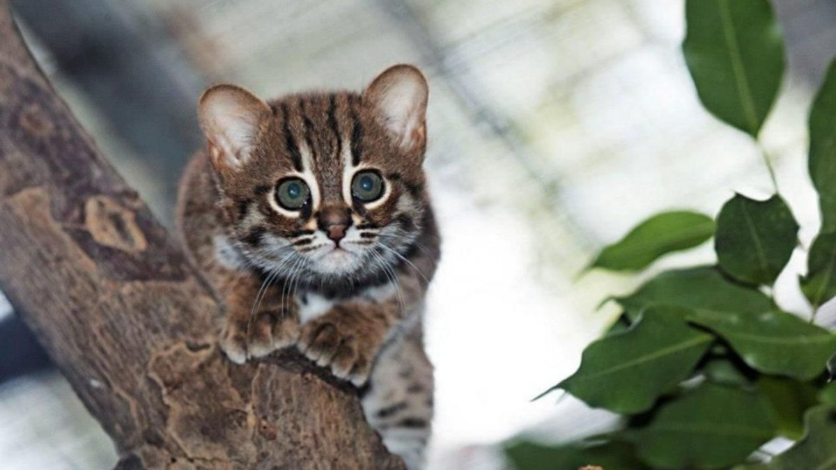 Ржавая кошка