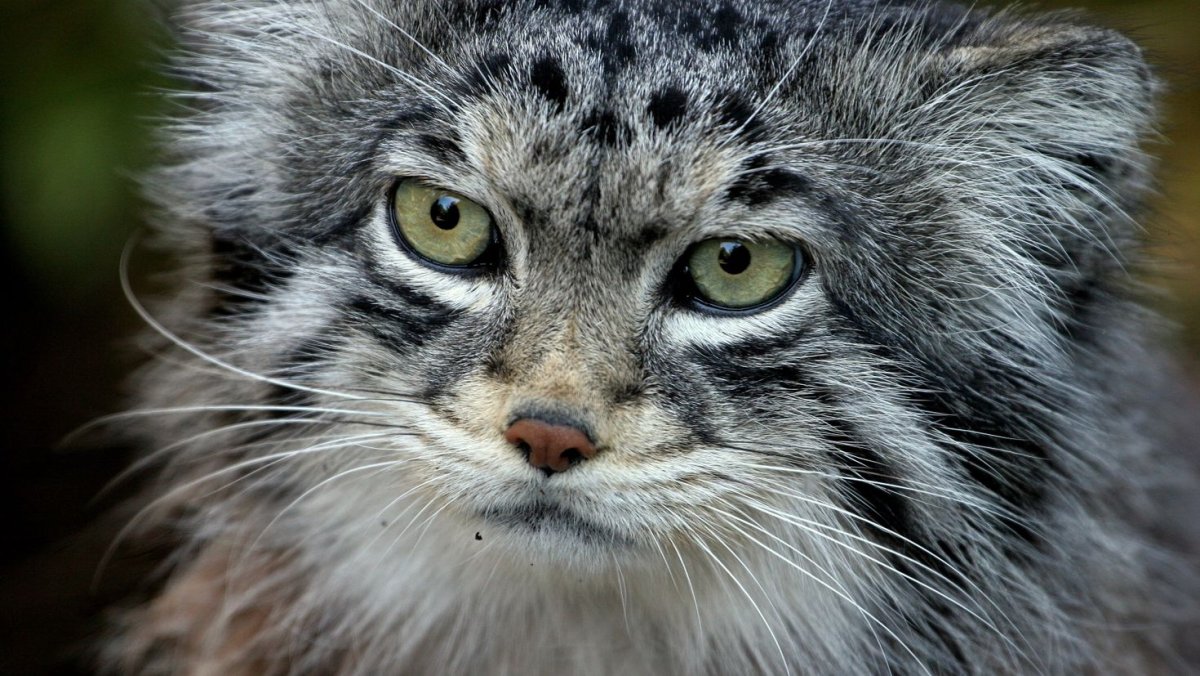 Кошки породы Манул