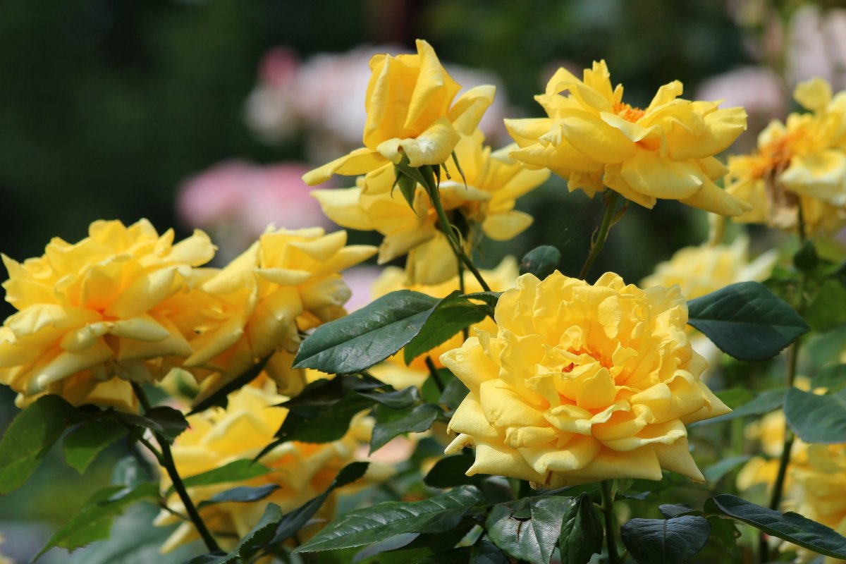Golden Blossoms роза