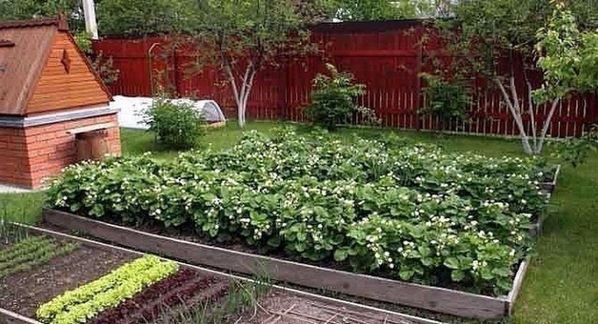 Грядки с клубникой в ландшафтном дизайне