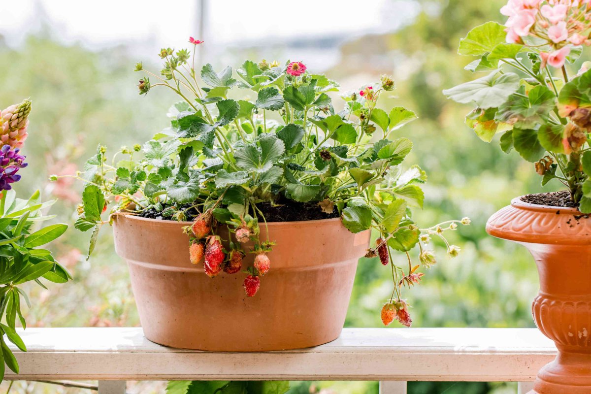 How to Plant Strawberries in a Pot