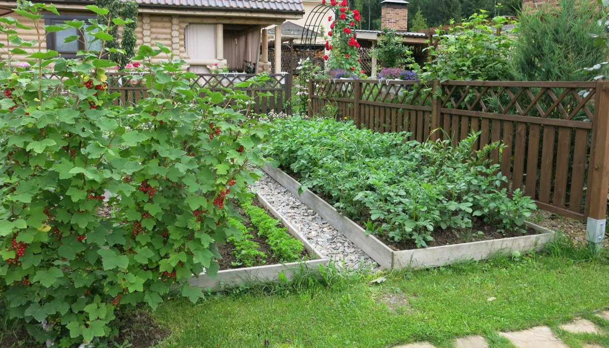 Малинник в огороде