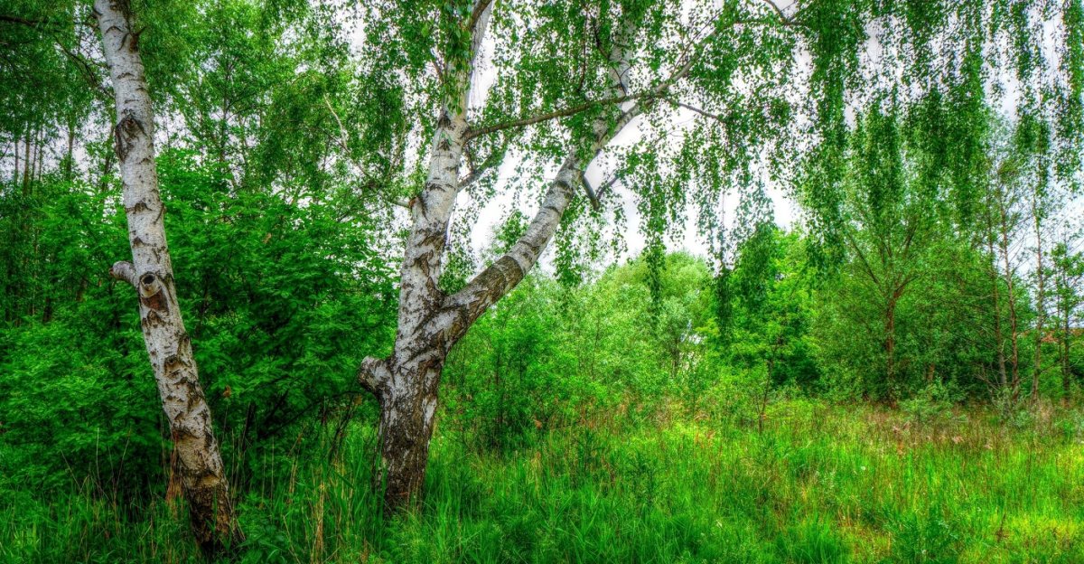 Берёза кустарниковая