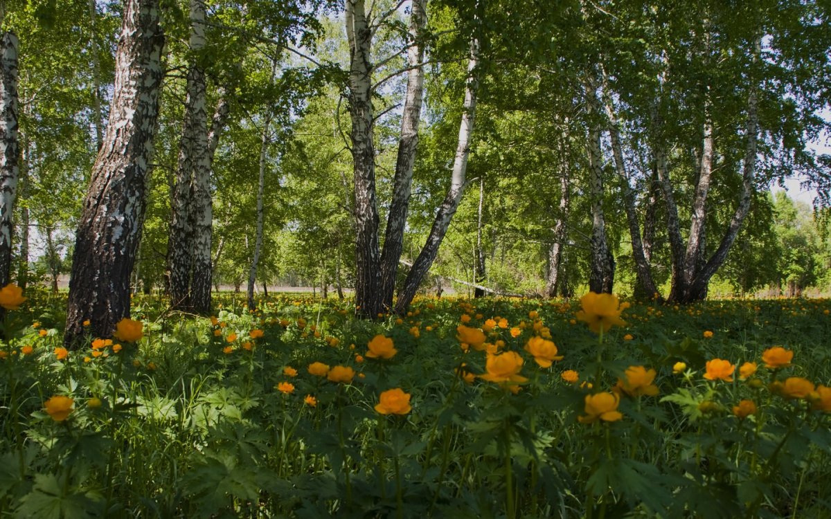 Природа Южного Урала Солнечная Поляна