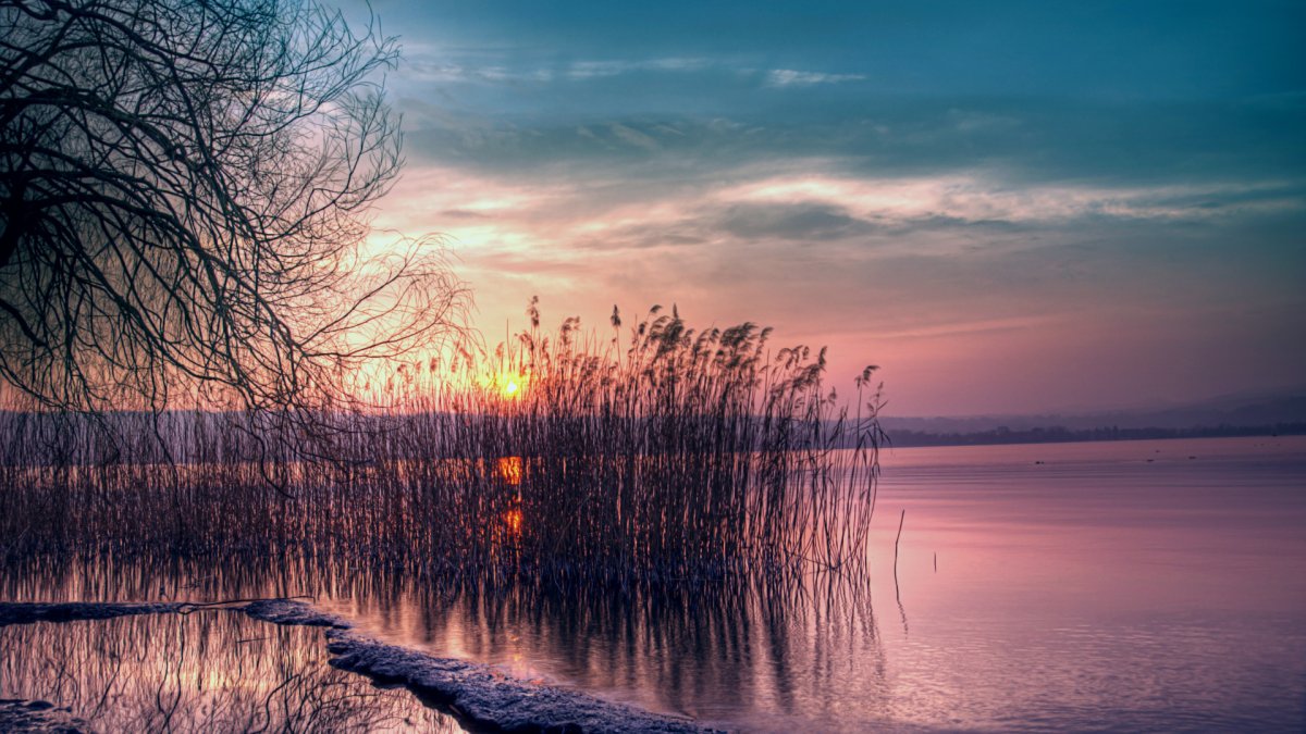 Камыши в сумерках