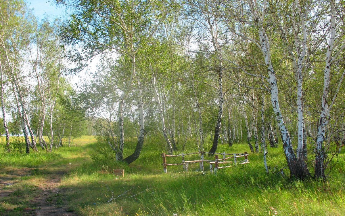 Березовая роща село