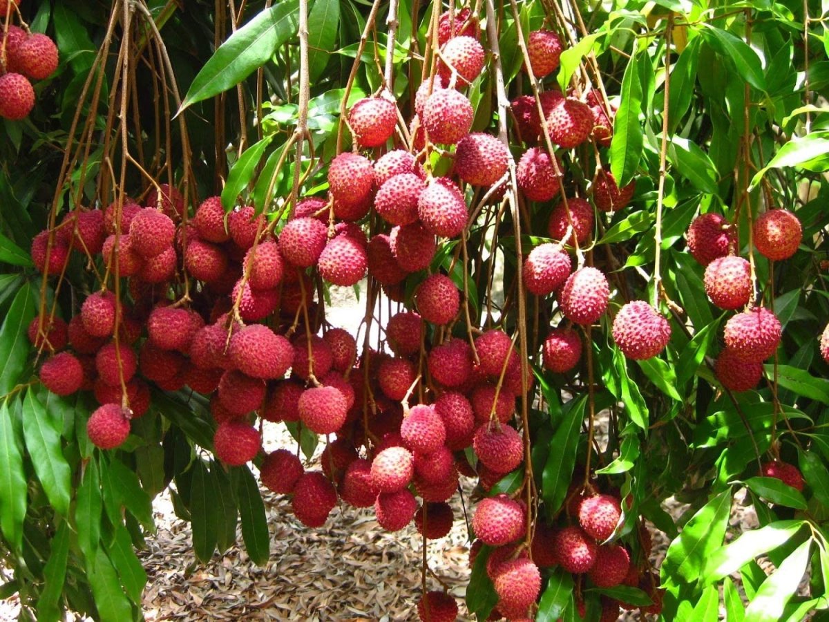 Личи куст