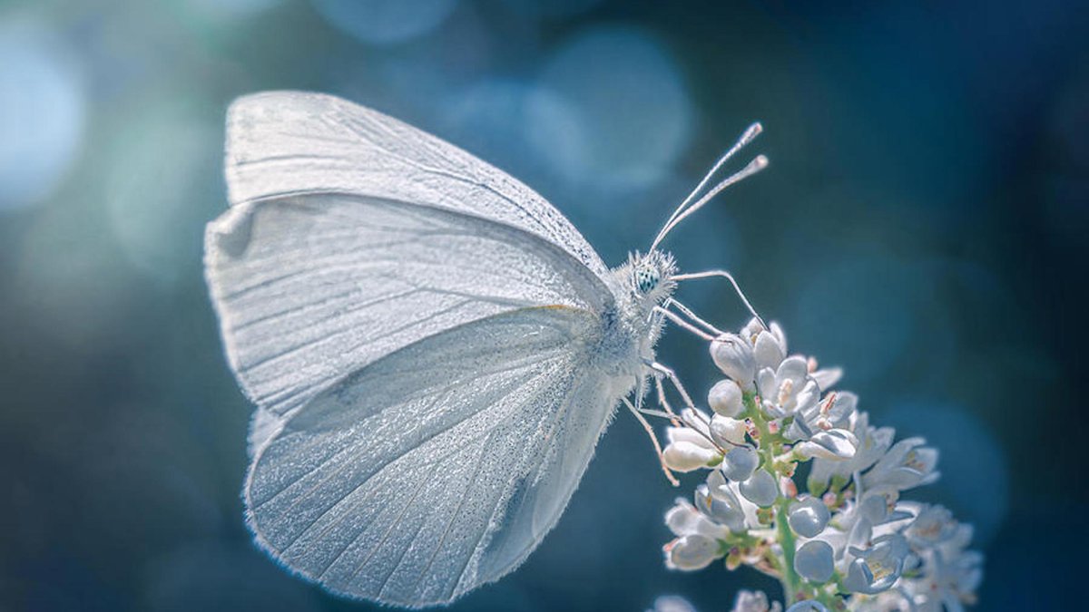 Butterfly белые лошади