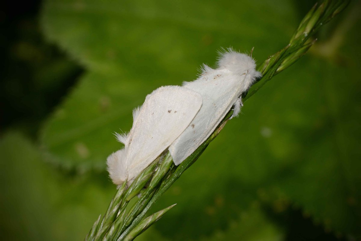 Златогузка (Euproctis chrysorrhoea)