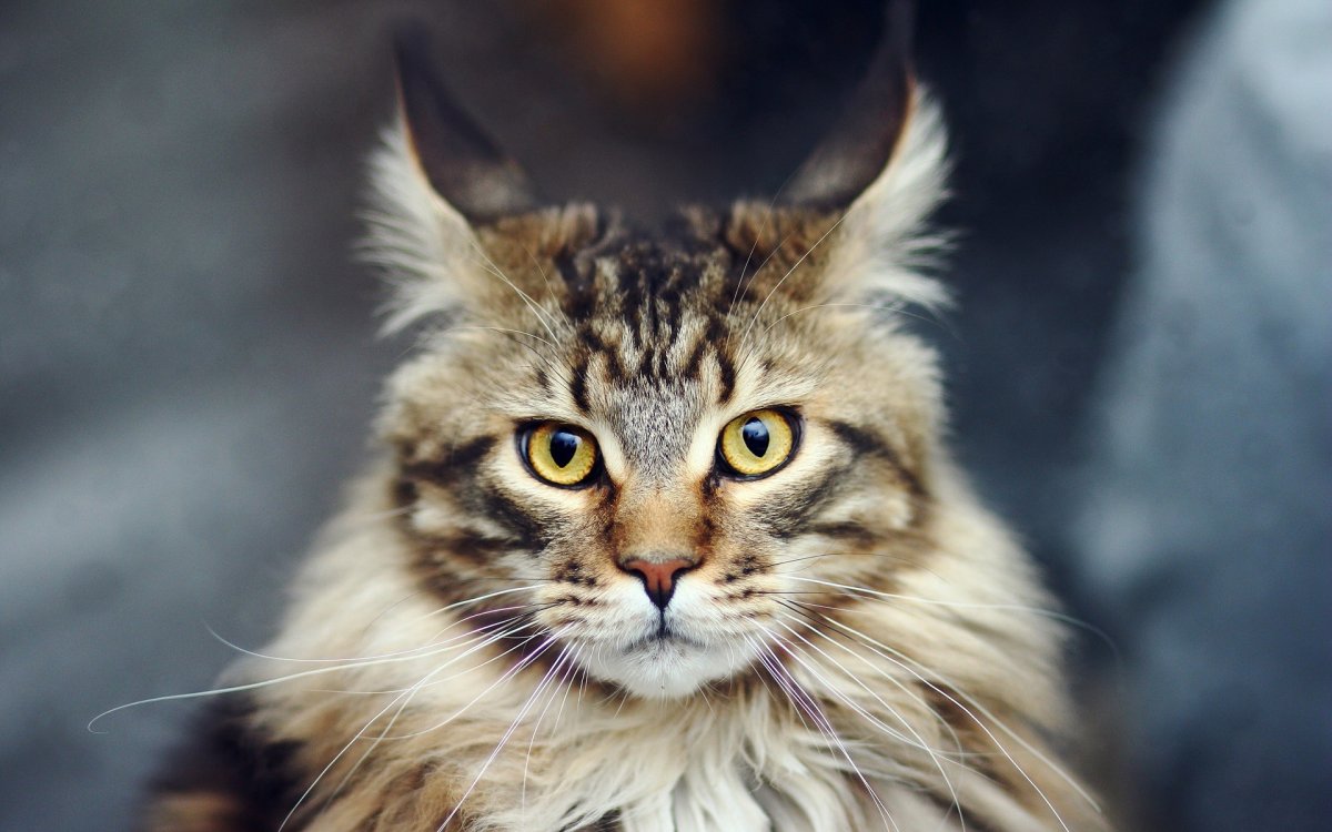 Кот Мейн кун