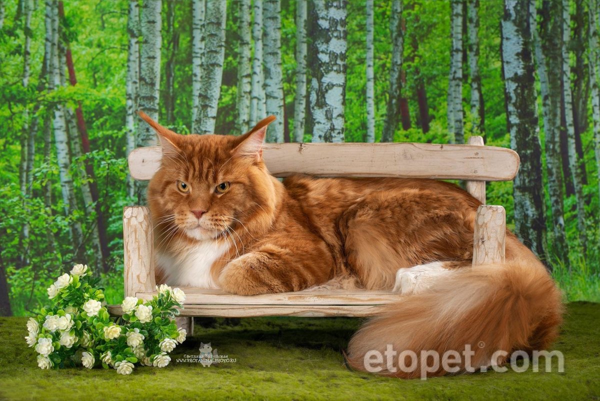 Расчесывание Мейн кунов