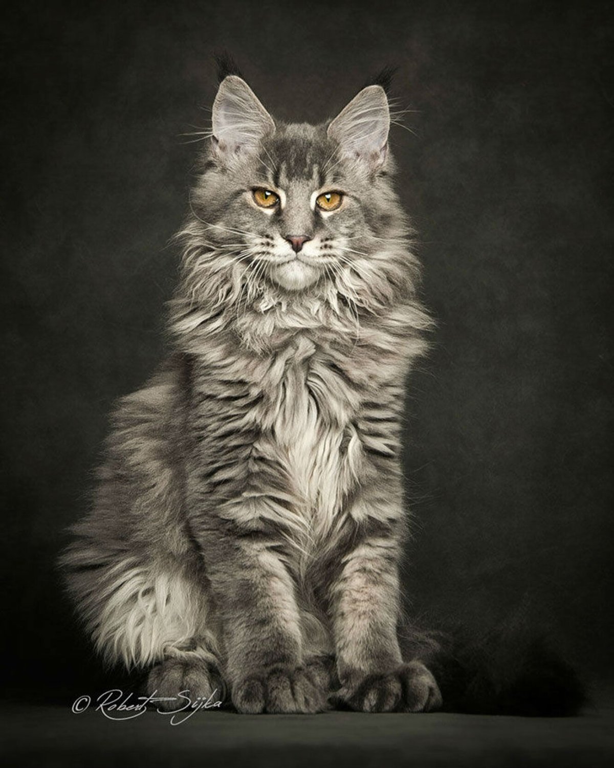 Менкуй кошка