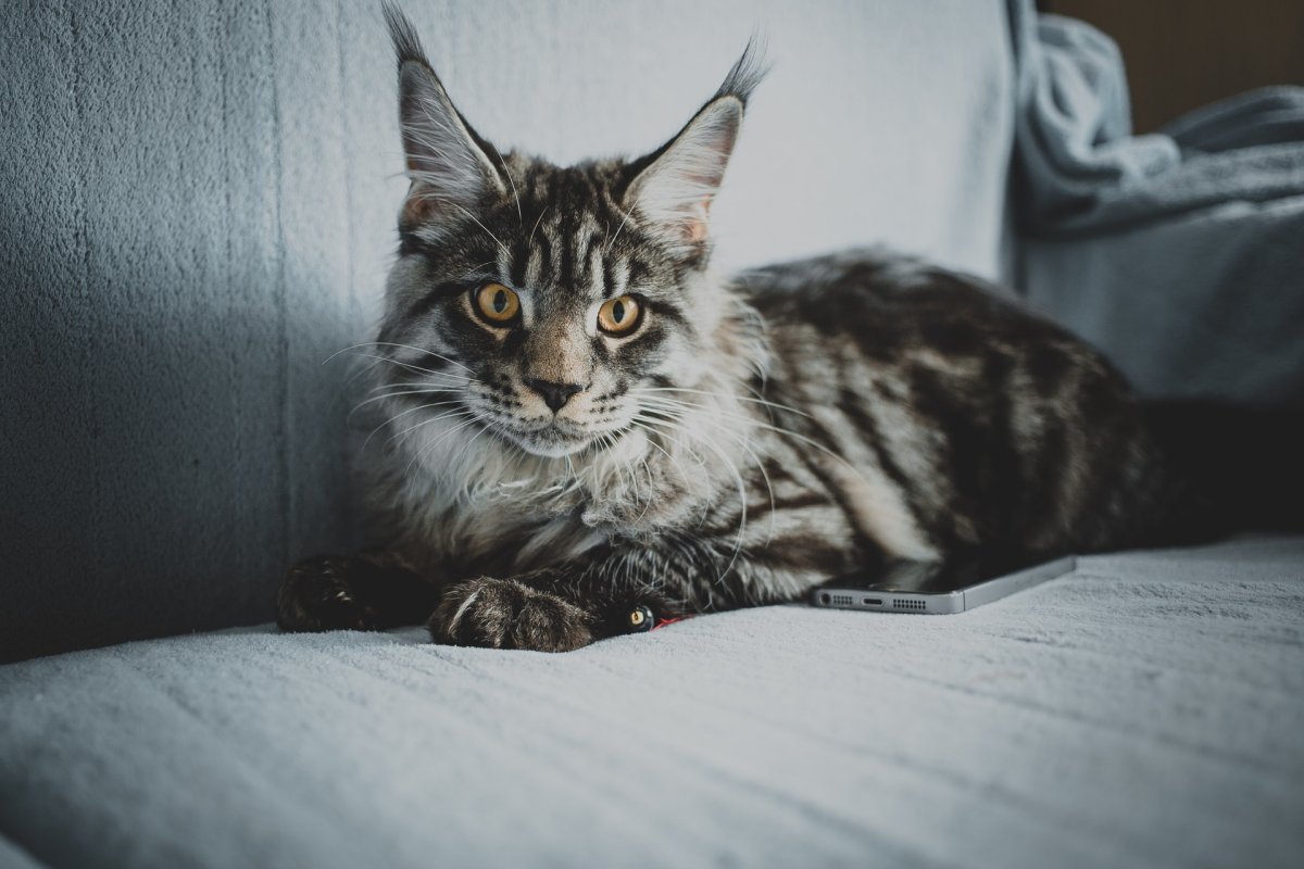 Королевский Мейн кун